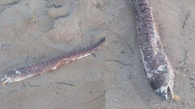 Tι άλλο θα δούμε: Σμέρνα σκόρπισε τον τρόμο σε παραλία στο Ρέθυμνο (photo)