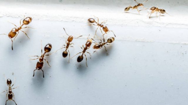 Δώστε τέλος στον εφιάλτη με τα μυρμήγκια: Διώξτε τα από τον πάγκο της κουζίνας γρήγορα και φυσικά