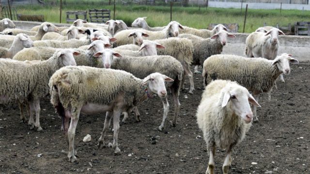 Πανώλη αιγοπροβάτων: Εντοπίστηκε πρώτο κρούσμα σε κτηνοτροφική μονάδα της Αττικής – Συναγερμός για την εξάπλωση