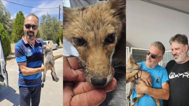Αλεπουδάκι στη Ρόδο σώθηκε από θερμοπληξία χάρη σε φιλόζωους