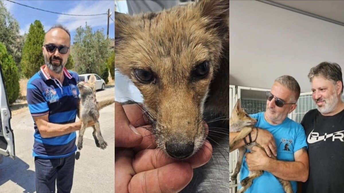 Αλεπουδάκι στη Ρόδο σώθηκε από θερμοπληξία χάρη σε φιλόζωους