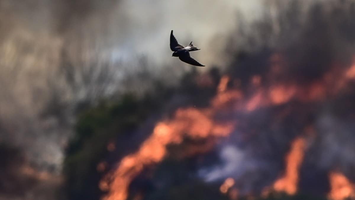 Διπλός πύρινος εφιάλτης: Φωτιά κοντά σε σπίτια στην Ανάληψη Ηλείας – Εκκένωση πέντε οικισμών στην Εύβοια (video+photo)
