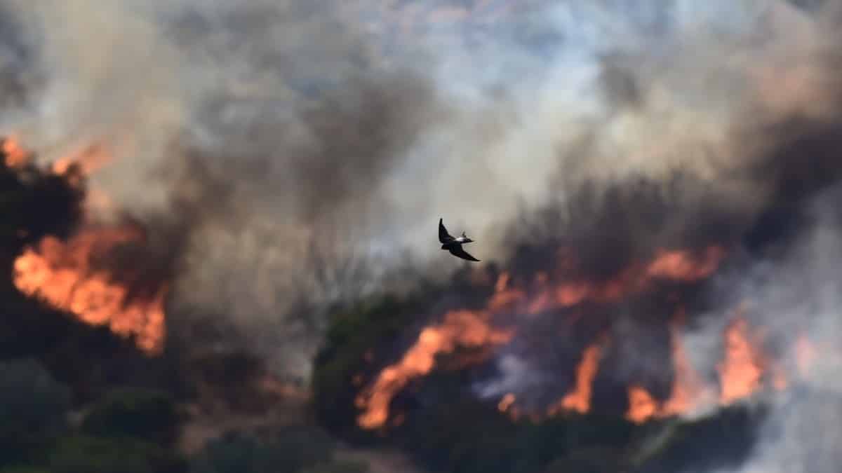 Φωτιά στην Εύβοια: Δεν υπάρχουν ενεργά μέτωπα – Κάηκαν 10.000 στρέμματα