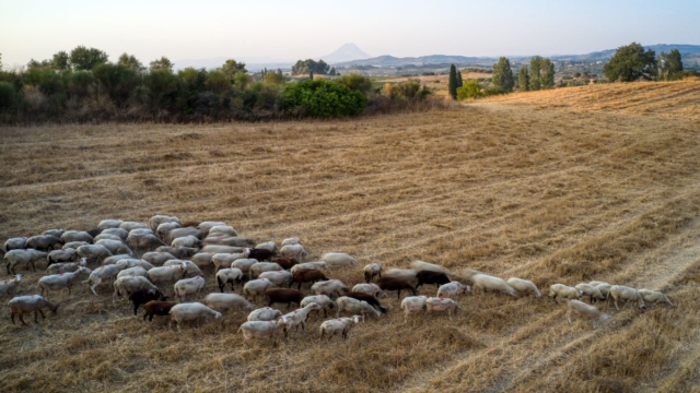 Πανώλη: Κατεπείγουσα εισαγγελική έρευνα για τα μολυσμένα ζώα – Συνέχεια rapid test