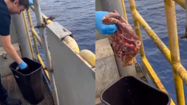Σφαγή για ένα κομμάτι: Πλήρωμα πλοίου πέταξε ωμό κρέας στη θάλασσα προκαλώντας πανικό (Βίντεο)