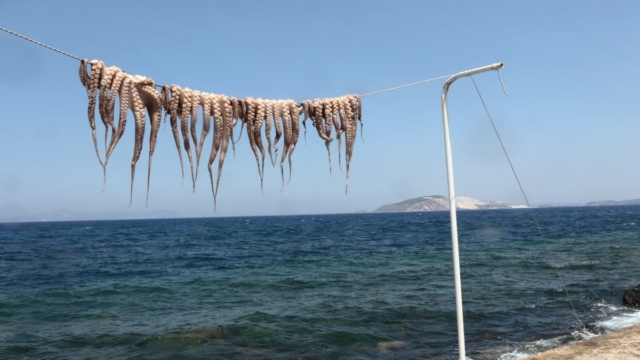 Η Φωτογραφία της Ημέρας: «Μυρωδιά» ελληνικού καλοκαιριού στη Νίσυρο