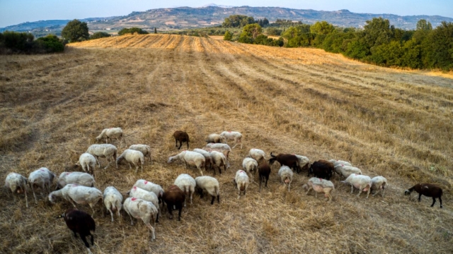 Απαγορεύεται η μετακίνηση αιγοπροβάτων σε όλη την επικράτεια λόγω των κρουσμάτων πανώλης