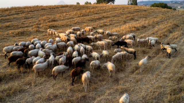 Επιδημία πανώλης σε αιγοπρόβατα στη Θεσσαλία: «Φαίνεται πως τα ζώα ήρθαν από Τουρκία» – Μεγάλος κίνδυνος για την ελληνική κτηνοτροφία (video)
