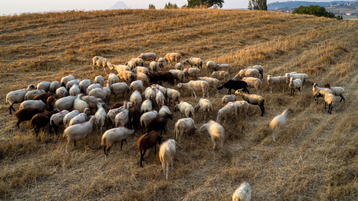 Επιδημία πανώλης σε αιγοπρόβατα στη Θεσσαλία: «Φαίνεται πως τα ζώα ήρθαν από Τουρκία» – Μεγάλος κίνδυνος για την ελληνική κτηνοτροφία (video)