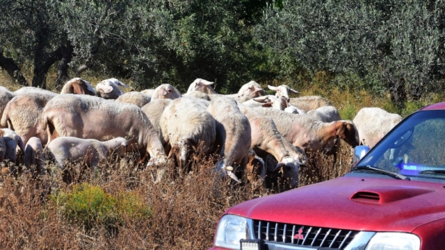 Ερωτήματα για το πως ήρθε η πανώλη – Νέα κρούσματα στη Λάρισα