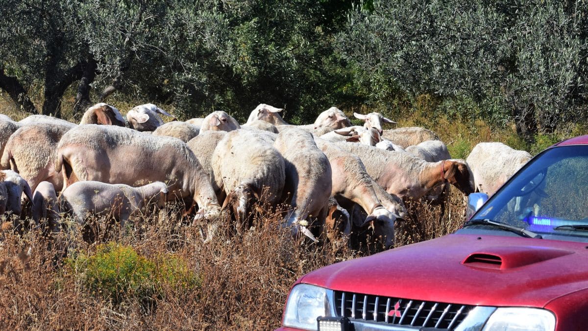 Ερωτήματα για το πως ήρθε η πανώλη – Νέα κρούσματα στη Λάρισα