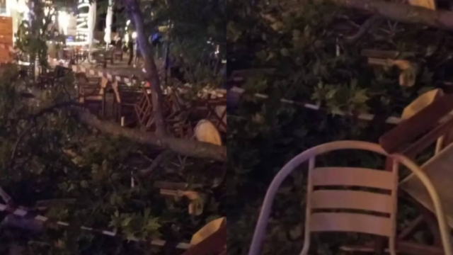 Ασύλληπτη τραγωδία στην Πιερία: 44χρονη καταπλακώθηκε από κλαδί πλατάνου σε εστιατόριο και έχασε τη ζωή της