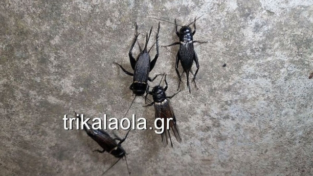 Γέμισαν με τριζόνια τα Τρίκαλα – Αναστάτωση για τους κατοίκους