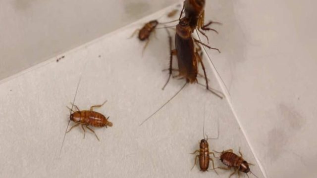 Είδες ψιλό κατσαριδάκι στη κουζίνα; Αυτό είναι το κόλπο για να εξαφανίσεις κάθε λογής έντομο από το σπίτι
