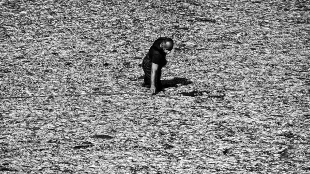 «Κόκκινος» συναγερμός στον Παγασητικό: Κίνδυνος να γεμίσει καρχαρίες από το αίμα των νεκρών ψαριών!