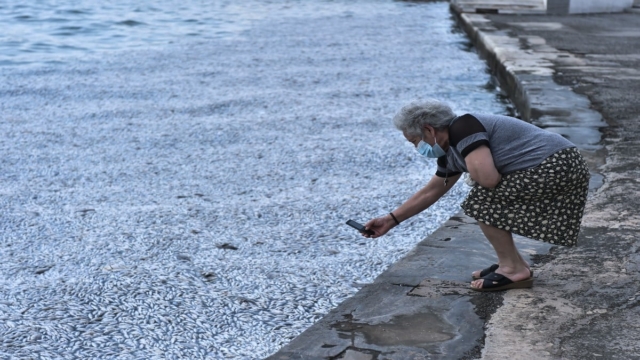 Δεν άντεξαν στην Ένωση Ξενοδόχων Μαγνησίας: Προσφεύγουν στη Δικαιοσύνη για το θλιβερό θέαμα με τα νεκρά ψάρια στον Παγασητικό