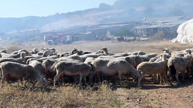 Τρόμος και φόβος η πανώλη των αιγοπροβάτων: Επιβεβαιώθηκε νέο κρούσμα στην Καρδίτσα