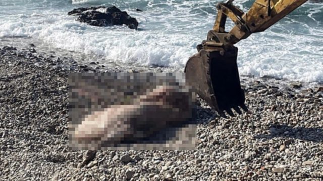 Φρίκη στη Νάξο: Αγελάδα ξεβράστηκε με δεμένα πόδια και χωρίς κεφάλι βρέθηκε σε παραλία (video)