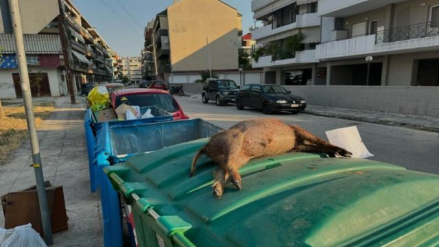 Κτηνωδία στα Ιωάννινα: Πυροβόλησαν μικρό αγριογούρουνο και το πέταξαν στα σκουπίδια – Άφησαν και σημείωμα