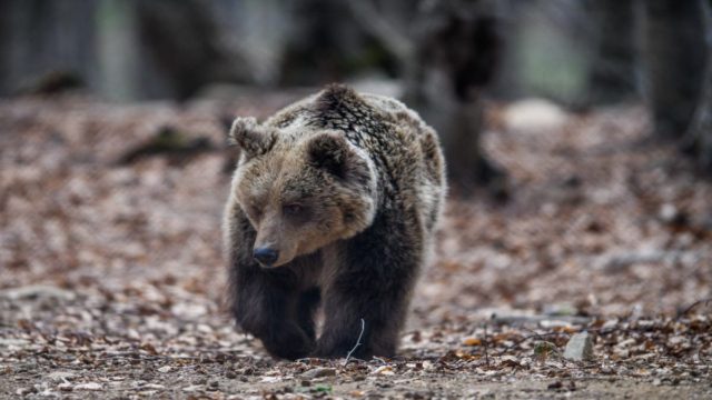 Αρκούδες εισέβαλαν σε μαντρί και δεν άφησαν τίποτε όρθιο: Κατασπάραξαν 8 πρόβατα και προκάλεσαν τεράστιες ζημιές