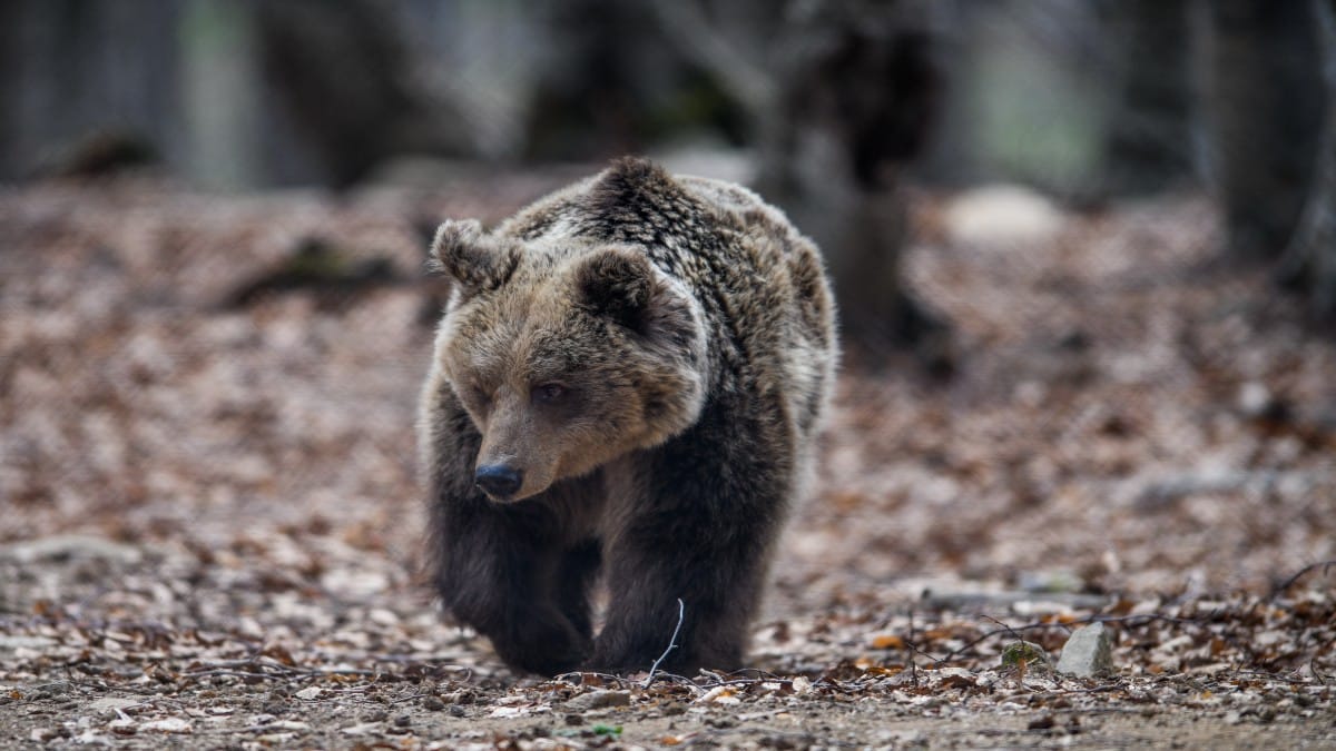Αρκούδες εισέβαλαν σε μαντρί και δεν άφησαν τίποτε όρθιο: Κατασπάραξαν 8 πρόβατα και προκάλεσαν τεράστιες ζημιές