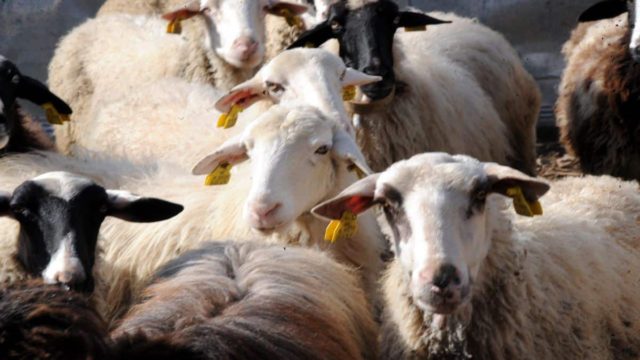 Σε συναγερμό οι Αρχές στον Έβρο: Υποψίες για κρούσματα ευλογιάς αιγοπροβάτων