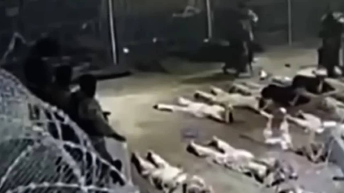 Αποτρόπαιο: Κάμερα ασφαλείας κατέγραψε τον ομαδικό βι@σμό Παλαιστινίου από Ισραηλινούς στρατιώτες (video)