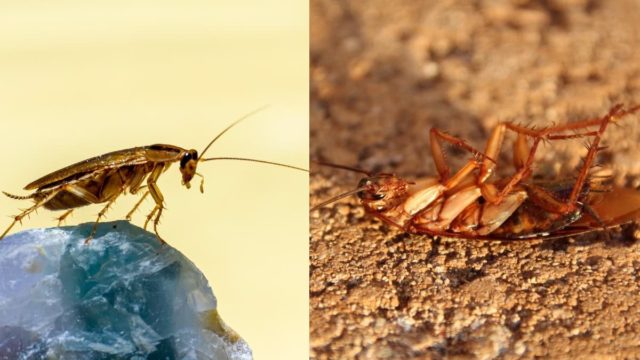 Οριστικό τέλος για τις κατσαρίδες: Αυτά τα 3 φυσικά προϊόντα θα τις «αφανίσουν» στο λεπτό!
