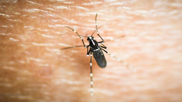 Πέντε νεκροί σε μία εβδομάδα από τον ιό του Δυτικού Νείλου  – Πέντε ασθενείς διασωληνωμένοι σε ΜΕΘ