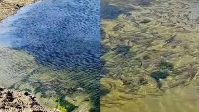 Σοκ στην Κρήτη: Ποταμός γέμισε με νεκρά ψάρια – Τι έχει συμβεί (video)