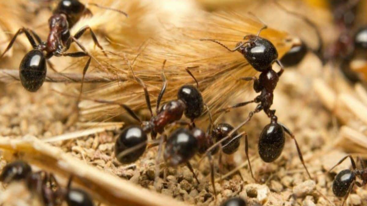 3 απλά βήματα και τέλος τα μυρμήγκια: Εξουδετέρωσε τα από κάθε γωνία του σπιτιού