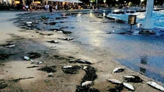 Τραγικές εικόνες σε παραλία του Βόλου: Νεκρά ψάρια των γλυκών νερών ξεβράζονται στην επιφάνεια