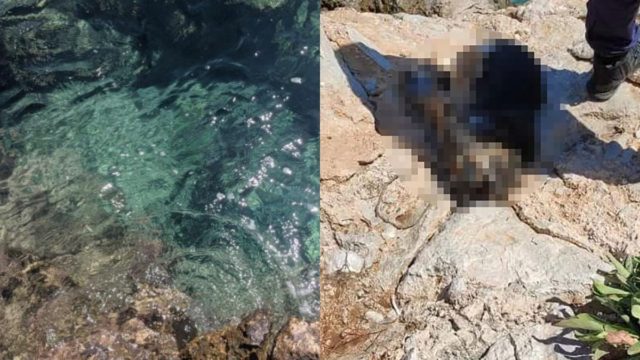 Φρίκη στα Μέγαρα: Πέταξαν σκύλο στη θάλασσα με δεμένα πόδια και πέτρα στον λαιμό – Τον βρήκε πνιγμένο ψαροντουφεκάς
