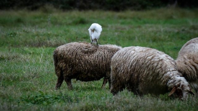 Νέα κρούσματα πανώλης σε αιγοπρόβατα:  Τρομάζει το ντόμινο – Εντείνονται τα μέτρα