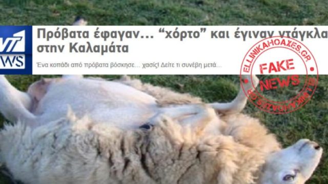 Πρόβατα ΔΕΝ έφαγαν 200 κιλά χασίς στην Καλαμάτα