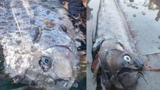 Φόβος για μεγάλο σεισμό: Εντοπίστηκε αυτό το ψάρι – Είναι γνωστό ως ο προάγγελος της «καταστροφής» (photo)