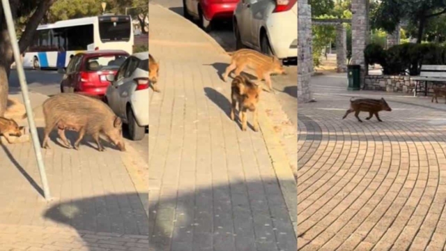 Οικογένεια αγριογούρουνων κόβει βόλτες στην πλατεία Θρακομακεδόνων μέρα μεσημέρι (video)
