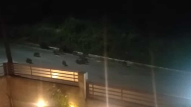 Απίστευτη εικόνα: Ολόκληρο κοπάδι αγριογούρουνων βγήκε παγανιά για να βρει φαγητό – Έφτασαν έξω από τις αυλές των σπιτιών (video)