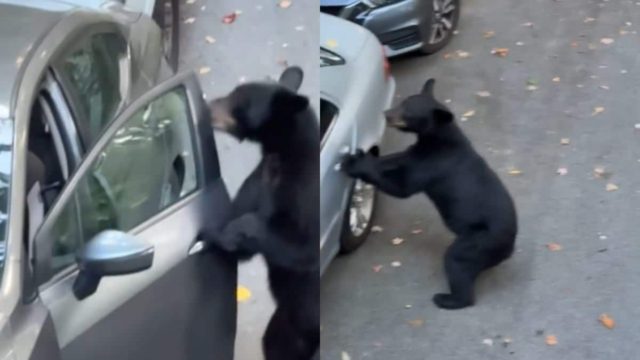 Απίστευτο βίντεο: Παιχνιδιάρα αρκούδα που θέλει να γίνει οδηγός… «κλέβει» αυτοκίνητο (video)