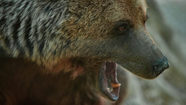 Θλίψη στην Καστοριά: Πνίγηκε αρκούδα που προσπαθούσε να μπει σε φυτώριο και μπλέχτηκε σε συρματόσχοινο