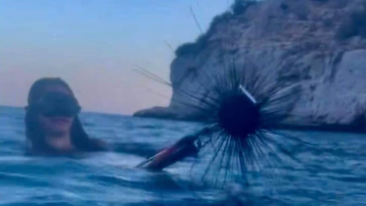 Τρόμος στη Βουλιαγμένη: Εμφανίστηκε ο δηλητηριώδης αχινός Diadema Setosum – Ποιες οι διαφορές του από τον απλό