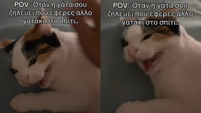 Χάλια τα νεύρα της: Γάτα λυσσάει και γρυλλίζει επειδή το αφεντικό της έφερε άλλο γατάκι στο σπίτι (video)
