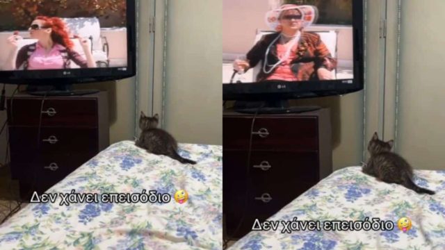 Η μεγαλύτερη φαν του Καπουτζίδη: Γάτα δεν χάνει ούτε ένα επεισόδιο του «Παρά – Πέντε» (video)