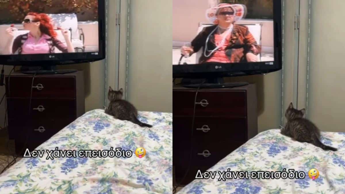 Η μεγαλύτερη φαν του Καπουτζίδη: Γάτα δεν χάνει ούτε ένα επεισόδιο του «Παρά – Πέντε» (video)