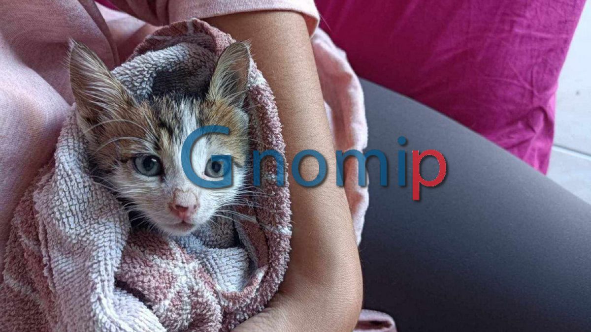 Σπαρακτικό: Γατάκι… θάφτηκε στο τσιμέντο σε οικοδομικά έργα στην Πάτρα (photo)