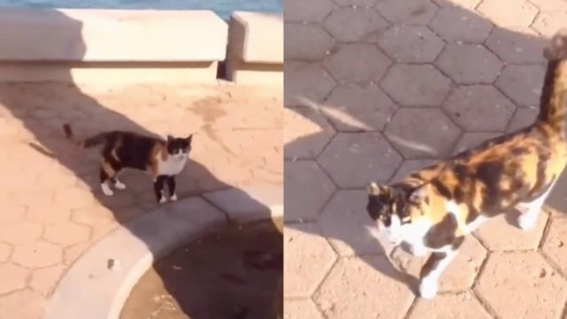 Τα τετράποδα δεν ξεχνούν ποτέ: Γλυκιά γατούλα τρέχει πάνω σε άνδρα που την τάιζε μετά από 2 χρόνια που είχε να τον δει (video)