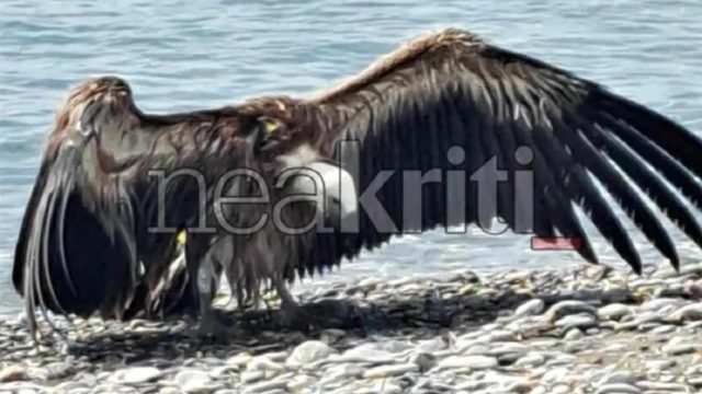 Γυπαετός στην Κρήτη βούτηξε στη θάλασσα για να πιάσει ψάρια και κινδύνεψε να πνιγεί! (video)