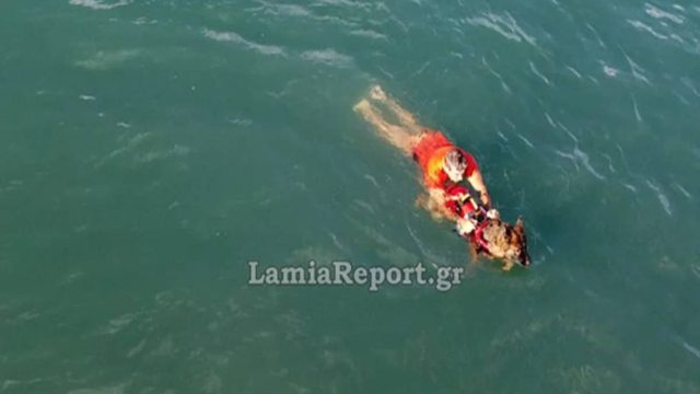 Σκύλος ναυαγοσώστης έσωσε από πνιγμό έναν ηλικιωμένο στα Καμένα Βούρλα (video)