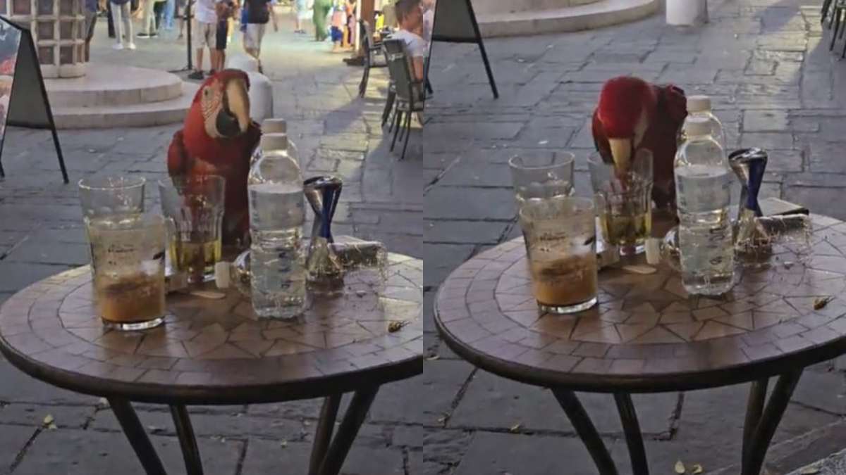 «Τον απέλυσαν από τον Λουμίδη;»: Παπαγάλος στην Ρόδο «πνίγει» τα προβλήματά του με ουίσκι! (video)