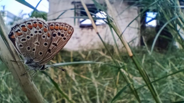 Η Φωτογραφία της Ημέρας: Η φύση… ανθίζει και το Φθινόπωρο!